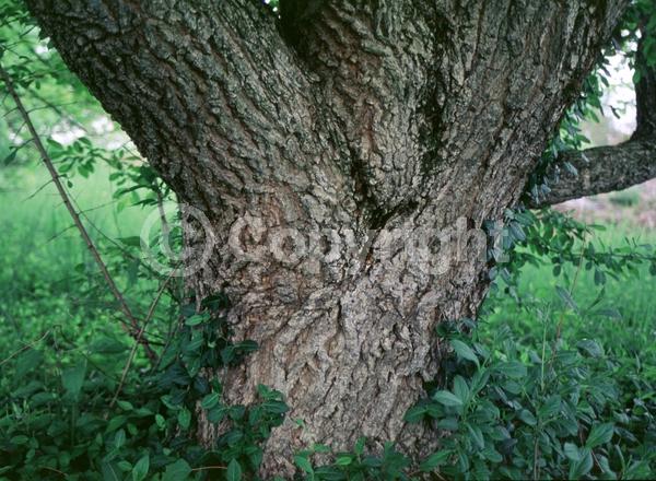 Yellow blooms; Green blooms; Deciduous; Broadleaf