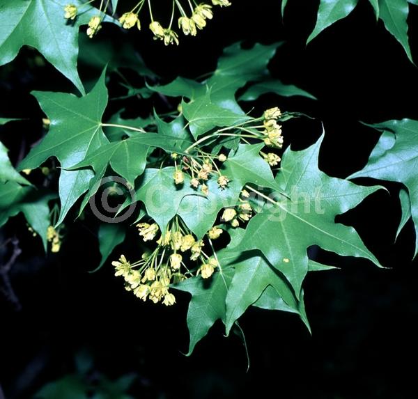 Yellow blooms; Green blooms; Deciduous; Broadleaf