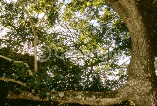 Yellow blooms; Green blooms; Deciduous; Broadleaf