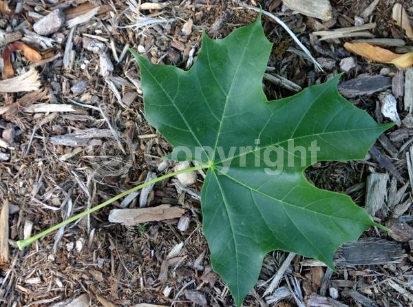 Yellow blooms; Green blooms; Deciduous; Broadleaf