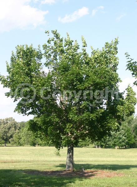 Yellow blooms; Green blooms; Deciduous; Broadleaf