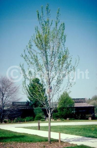 Red blooms; Deciduous; Broadleaf
