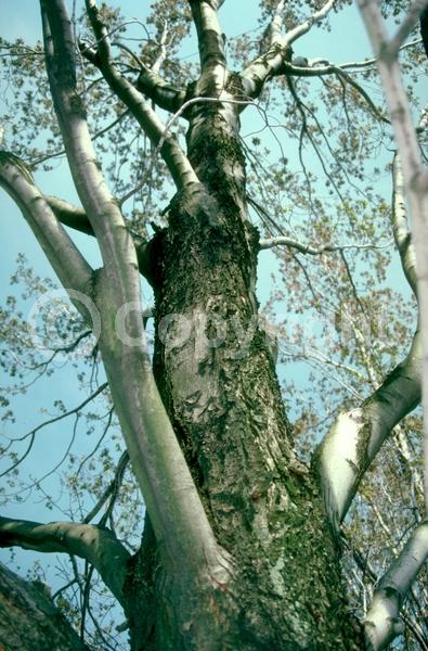 Red blooms; Deciduous; Broadleaf