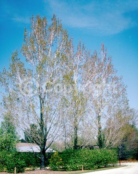 Red blooms; Deciduous; Broadleaf