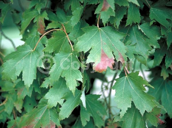 Red blooms; Deciduous; Broadleaf