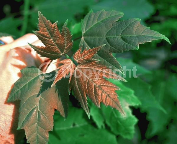 Red blooms; Deciduous; Broadleaf