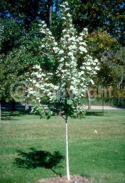 White blooms; Deciduous; Broadleaf