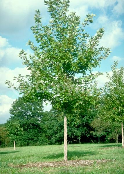 Red blooms; Deciduous; Broadleaf