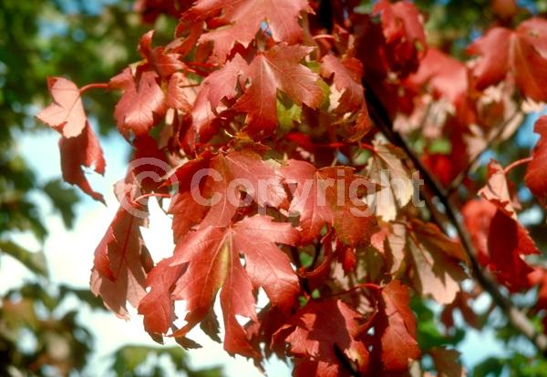 Red blooms; Deciduous; Broadleaf