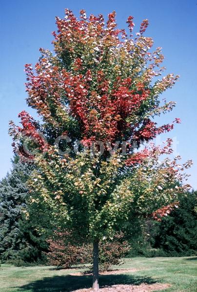 Red blooms; Deciduous; Broadleaf