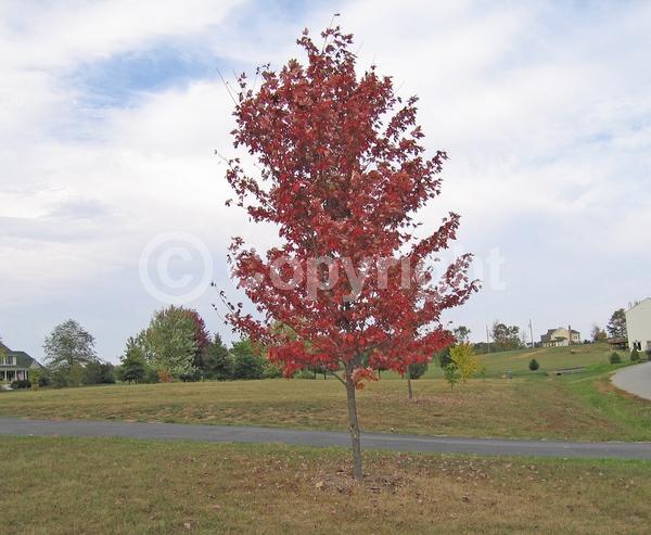 Red blooms; Deciduous; Broadleaf