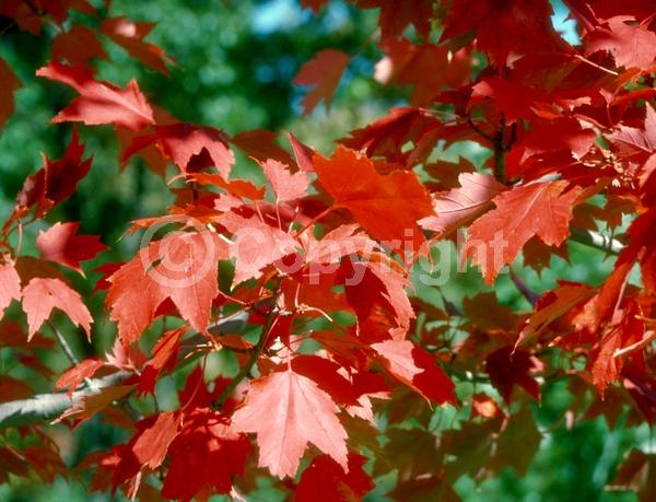 Red blooms; Deciduous; Broadleaf