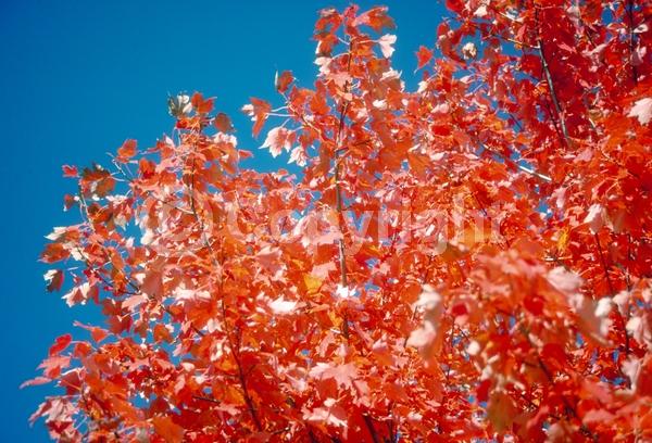 Red blooms; Deciduous; Broadleaf