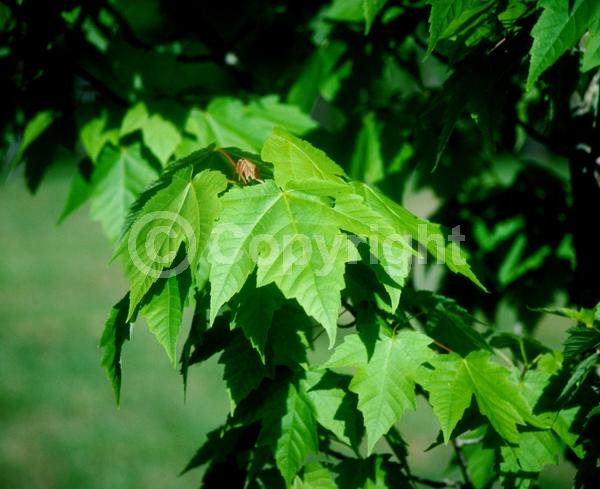 Red blooms; Deciduous; Broadleaf