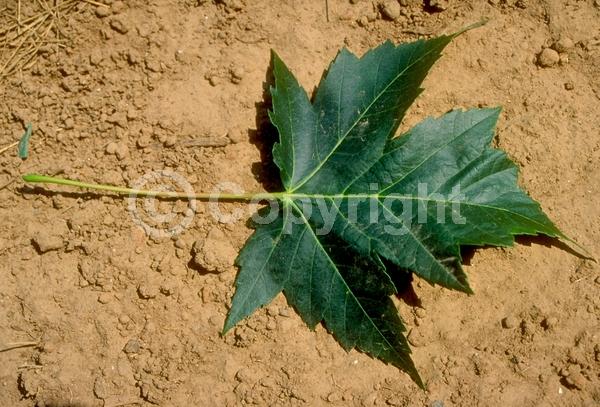 Red blooms; Deciduous; Broadleaf