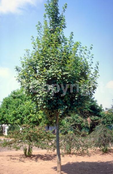 Red blooms; Deciduous; Broadleaf