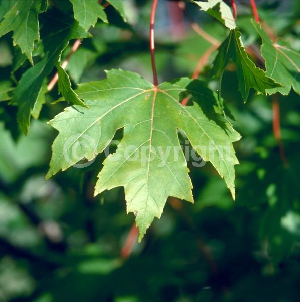 Red blooms; Deciduous; Broadleaf; North American Native