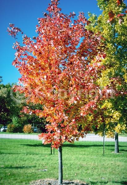 Red blooms; Deciduous; Broadleaf; North American Native