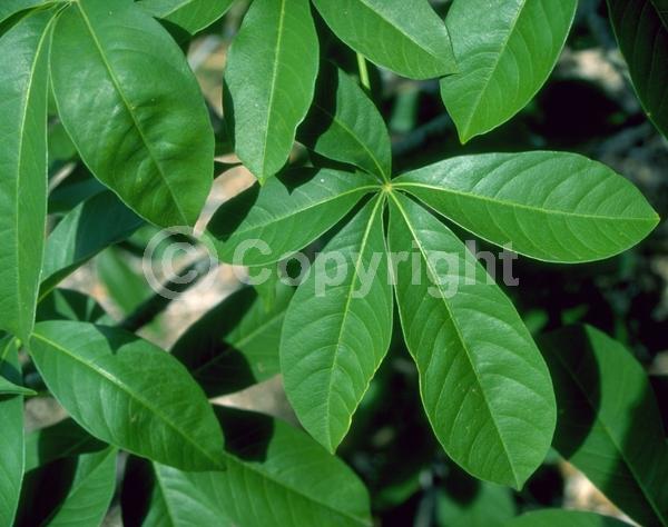White blooms; Deciduous