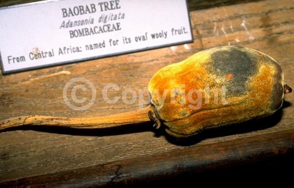 White blooms; Deciduous