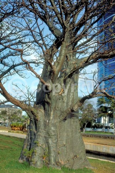 White blooms; Deciduous