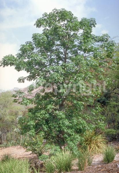 White blooms; Deciduous