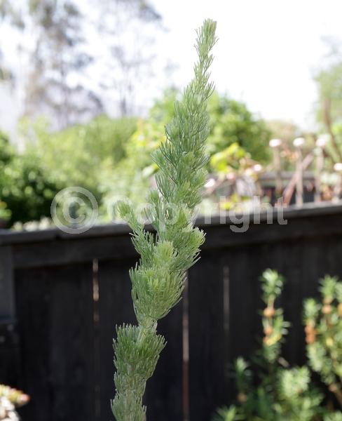 Red blooms; Evergreen