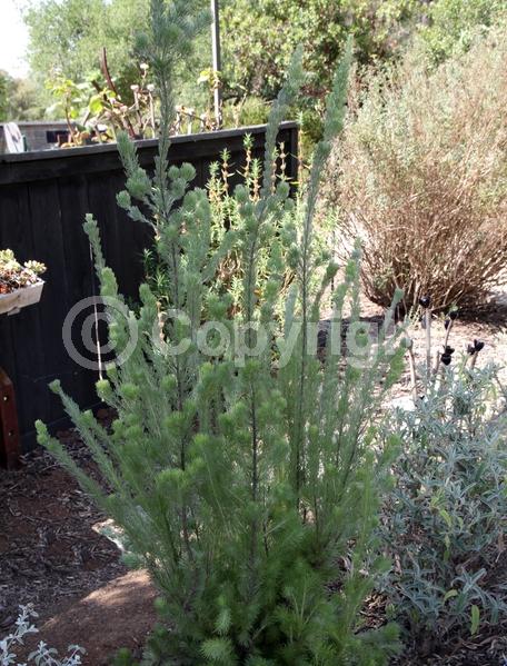 Red blooms; Evergreen