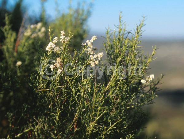 White blooms; Evergreen; North American Native