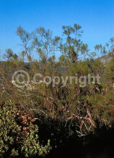 White blooms; Evergreen; North American Native