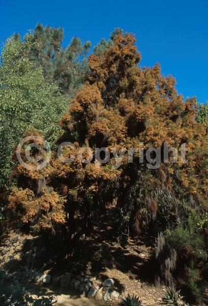 White blooms; Evergreen; North American Native