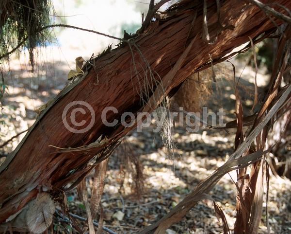 White blooms; Evergreen; North American Native