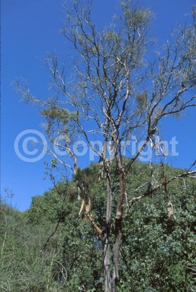 White blooms; Evergreen; North American Native