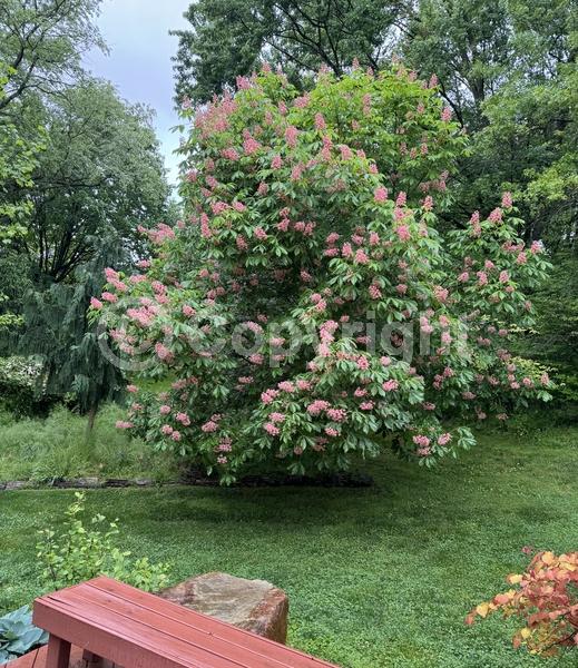 Red blooms; Deciduous; Broadleaf; North American Native