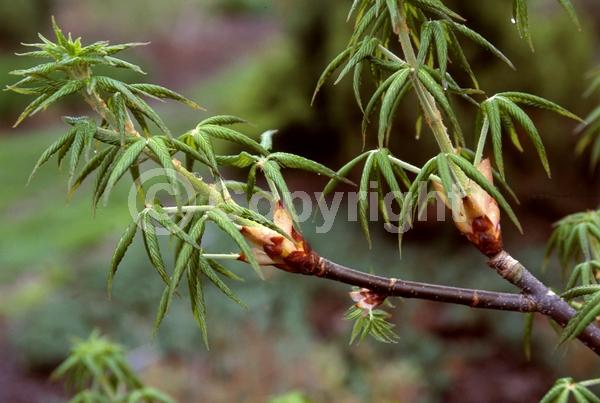 Red blooms; Orange blooms; Deciduous