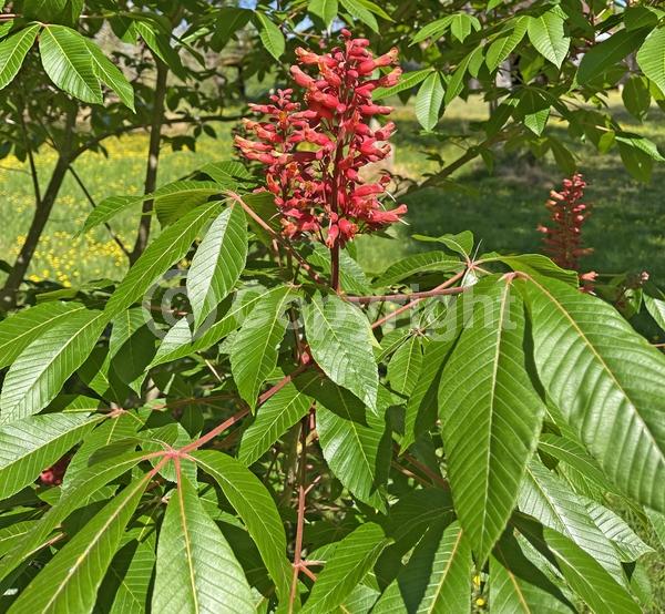 Red blooms; Deciduous; Broadleaf; North American Native