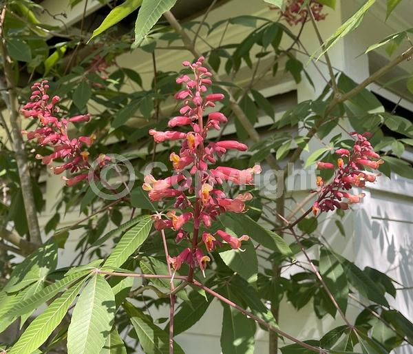 Red blooms; Deciduous; Broadleaf; North American Native