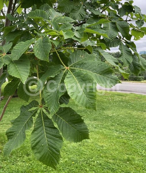 Red blooms; Pink blooms; Deciduous; Broadleaf