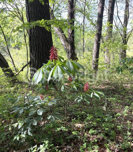 Red blooms; Deciduous; Broadleaf; North American Native