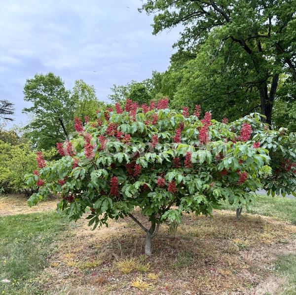 Red blooms; Deciduous; Broadleaf; North American Native