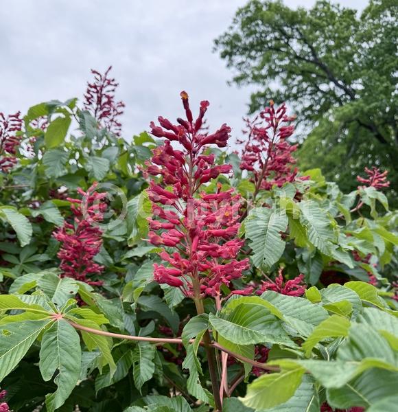 Red blooms; Deciduous; Broadleaf; North American Native