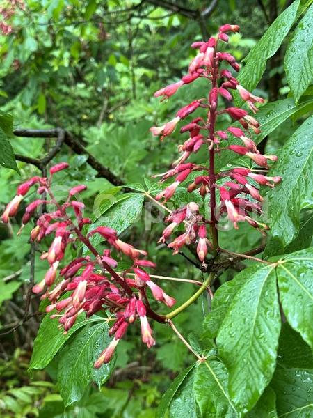 Red blooms; Deciduous; Broadleaf; North American Native