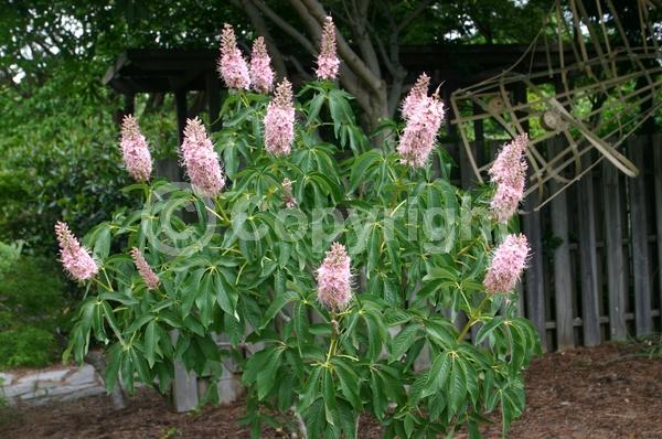White blooms; Pink blooms; Deciduous; Broadleaf