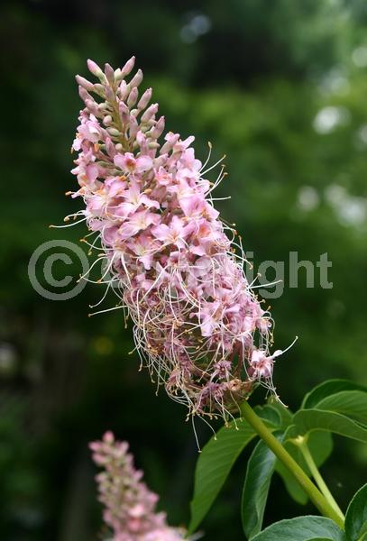 White blooms; Pink blooms; Deciduous; Broadleaf
