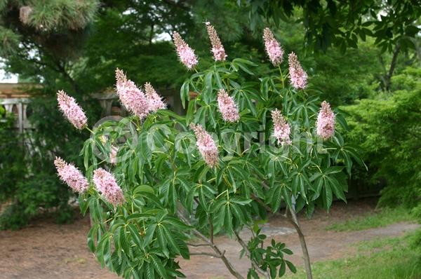 White blooms; Pink blooms; Deciduous; Broadleaf