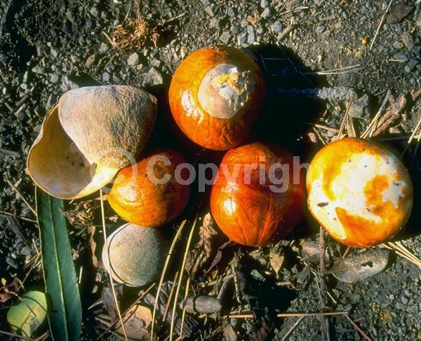 White blooms; Pink blooms; Deciduous; Broadleaf; North American Native
