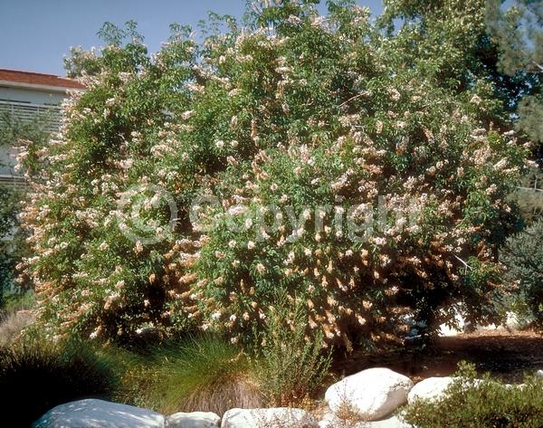 White blooms; Pink blooms; Deciduous; Broadleaf; North American Native
