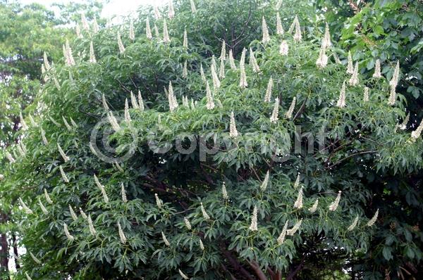White blooms; Pink blooms; Deciduous; Broadleaf; North American Native