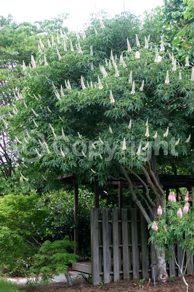 White blooms; Pink blooms; Deciduous; Broadleaf; North American Native
