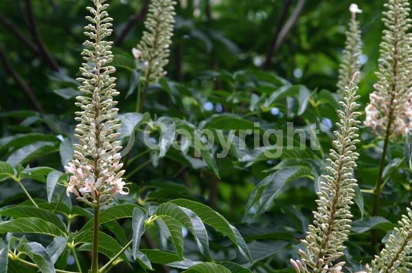 White blooms; Pink blooms; Deciduous; Broadleaf; North American Native